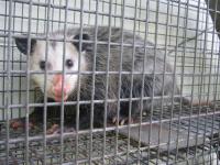 Micks Brisbane Possum Removal image 2